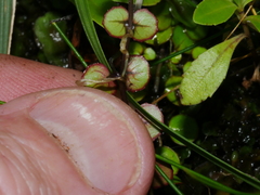 Epilobium nummulariifolium