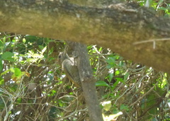 Dryobates passerinus