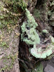 Chaenotheca furfuracea