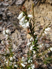 Epacris obtusifolia