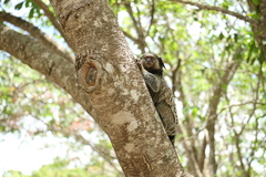 Callithrix penicillata