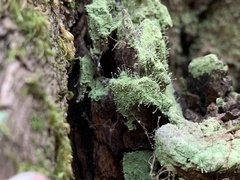 Chaenotheca furfuracea