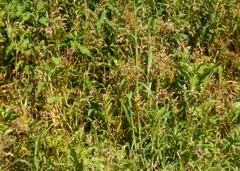 Sporophila hypoxantha