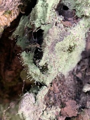 Chaenotheca furfuracea