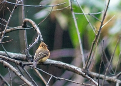 Mitrephanes phaeocercus