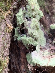 Chaenotheca furfuracea