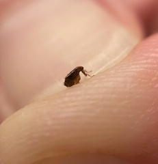 Siphonaptera