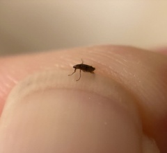 Siphonaptera