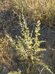 Malacothamnus fasciculatus