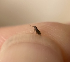 Siphonaptera