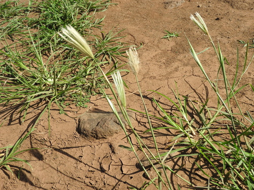 Chloris virgata observed 2022-11-06