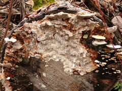 Neoantrodia serialis