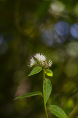 Cyrtocymura scorpioides