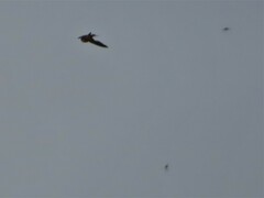 Hirundo rustica