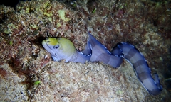 Gymnothorax rueppelliae
