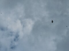 Hirundo rustica