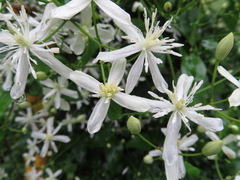 Clematis terniflora