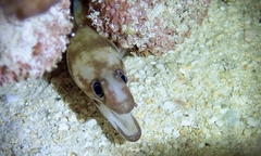 Gymnothorax gracilicauda