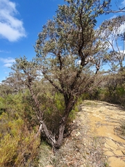 Leptospermum trinervium