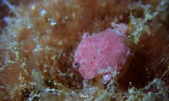 Exopalicus maculatus