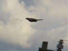 Streptopelia decaocto