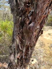 Leptospermum trinervium