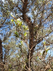 Leptospermum trinervium