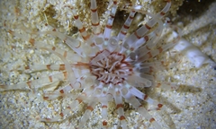Isarachnanthus bandanensis