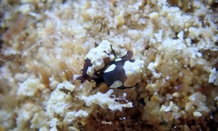 Colpodaspis thompsoni