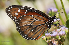 Danaus eresimus