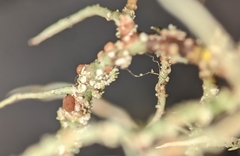 Biatoropsis usnearum