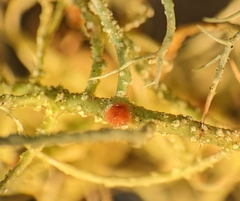 Biatoropsis usnearum