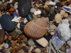 Nassarius conoidalis