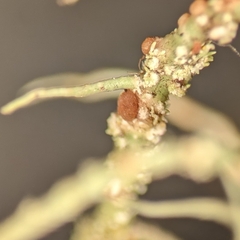Biatoropsis usnearum