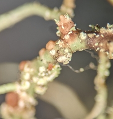 Biatoropsis usnearum