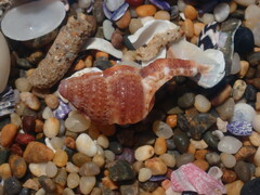 Dulcerana granularis