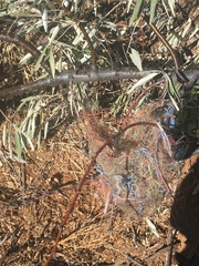Icterus bullockii