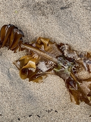 Undaria pinnatifida
