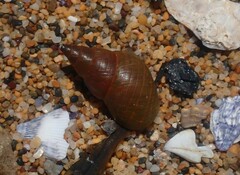 Phasianotrochus eximius