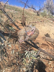Icterus bullockii