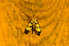 Panorpa helena