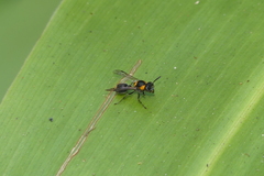 Ropalidia bicolorata