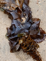 Undaria pinnatifida