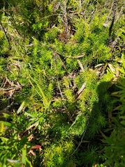 Persoonia chamaepitys