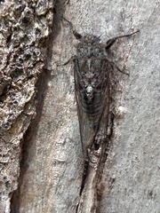 Atrapsalta corticina