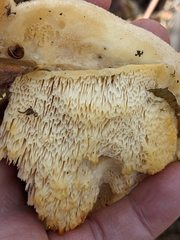 Pseudospongipellis unicolor