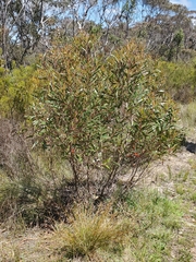 Eucalyptus stricta