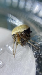 Araneus thaddeus