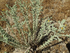 Heterotheca sessiliflora