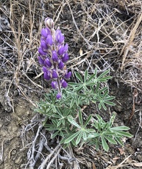 Lupinus formosus